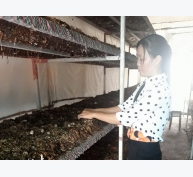 Mô hình trồng nấm rơm bằng bông vải trong nhà kín