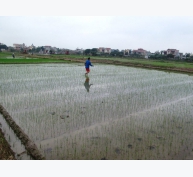 Một số biện pháp kỹ thuật để sản xuất lúa mùa hiệu quả