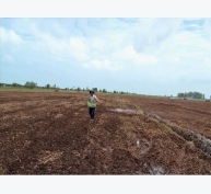 Lúa mùa nổi - giải pháp nông nghiệp bền vững thích ứng biến đổi khí hậu