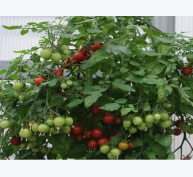 Độc đáo cách trồng cà chua lộn ngược sai trĩu trịt quả