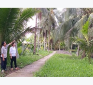 Trồng dừa hữu cơ - hướng phát triển bền vững cho chuỗi giá trị cây dừa