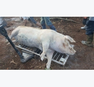 Lâm Đồng hỗ trợ kinh phí phòng chống bệnh dịch tả lợn Châu Phi