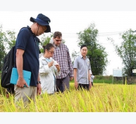 Xuất khẩu gạo: Tìm thị trường mới