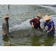 Nuôi trồng thủy sản thắng lớn tại Kiên Giang