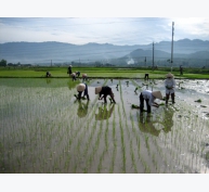 Kỹ thuật bón phân viên nén NK dúi sâu cho lúa nước