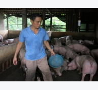 Cao thủ nuôi lợn an toàn giữa vùng dịch