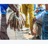 Thức ăn và giống: giải quyết các thách thức trong nuôi trồng thủy sản của Zambian