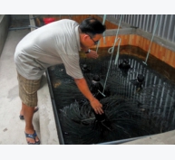 Làm giàu từ nuôi lươn an toàn sinh học tại Tiền Giang