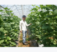 9X xứ Nghệ khởi nghiệp trồng dưa lưới