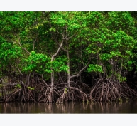 Đồng bằng sông Cửu Long khuyến khích nuôi tôm trong rừng ngập mặn