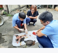 Nhận diện chủng virus cúm gia cầm độc lực cao tại Việt Nam