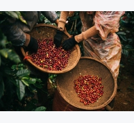 Thị trường cà phê Việt - Giá tăng, sản lượng giảm