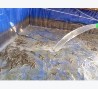 Lưu ý nuôi cá lóc trong bể
