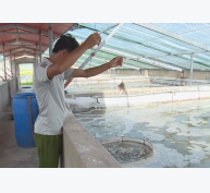 Người dân Hà Tĩnh áp dụng nhiều giải pháp chăm sóc tôm nuôi mùa nắng nóng