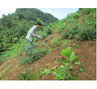 Tập Trung Chăm Sóc Rừng Trồng