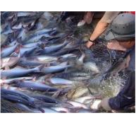 Cá Tra Rớt Giá Còn 18.000 Đồng/kg