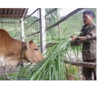 Cho Bò Sinh Sản Đực/cái Theo Ý Muốn