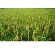 Chọn Tạo Giống Lúa Phẩm Chất Tốt, Chịu Ngập, Chịu Hạn