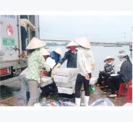 Thị Xã Sầm Sơn Triển Khai Du Nhập Nghề Câu Cá Ngừ Đại Dương