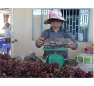 Nho An Toàn Đắt Khách