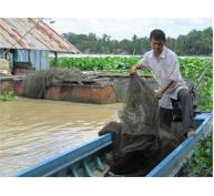 Người Nuôi Cá Bè Trên Sông Vàm Cỏ Đông Thiệt Hại Nặng Vì Nước Sông Ô Nhiễm