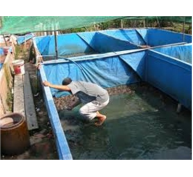 Huyện Phước Long (Bạc Liêu) Nuôi Ếch Lai Kết Hợp Cá Trê Vàng Mỗi Hộ Lãi 4 Triệu Đồng