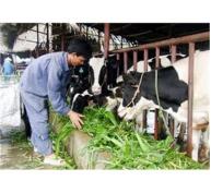 Long An Tập Trung Phát Triển Đàn Bò Sữa Lên 15.000 Con