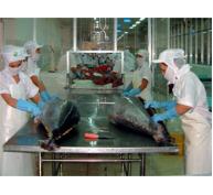 Xuất Khẩu Cá Ngừ Sang Nhật Bản Giảm Gần 60% Nửa Đầu Năm