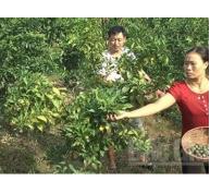 Lục Ngạn (Bắc Giang) khắc phục hậu quả mưa lũ vùng cây ăn quả