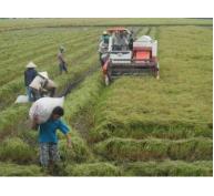 Trang bị cho nông dân kỹ thuật canh tác lúa trên đất nhiễm mặn