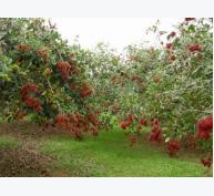 Đăk Lăk trồng mới gần 1.000ha cây ăn quả