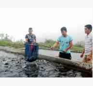 Hợp tác xã Thủy Lâm (Bát Xát - Lào Cai) xuất bán 10 tấn cá hồi thương phẩm