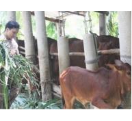 Anh Nguyễn Văn Minh khởi nghiệp từ mô hình chăn nuôi bò