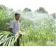 Ninh Thuận quy hoạch đến năm 2020, toàn tỉnh có 1.930 ha đồng cỏ phục vụ chăn nuôi