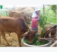 Ninh Thuận quy hoạch đồng cỏ phục vụ chăn nuôi bền vững