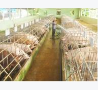 Xử phạt nghiêm hành vi sử dụng chất cấm trong chăn nuôi