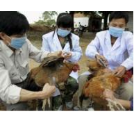 Xuất hiện cúm A/H5N6 trên đàn gia cầm