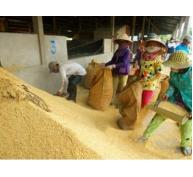 Dự báo giá lúa gạo tiếp tục giảm
