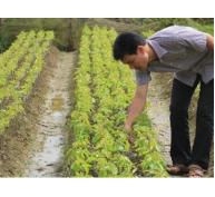 Bắc Hà (Lào Cai) chú trọng phát triển giống cây ăn quả chất lượng cao