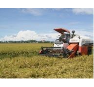 Trên 31.000ha thực hiện cánh đồng liên kết sản xuất và tiêu thụ vụ lúa hè thu
