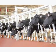 1.600 tỷ đồng cho tổ hợp các trang trại bò sữa công nghệ cao