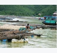 Huyện Vân Đồn (Quảng Ninh) nuôi trồng thuỷ sản thiệt hại nặng do mưa lũ