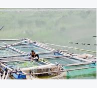 Si Ma Cai (Lào Cai) khai thác tiềm năng nuôi thủy sản