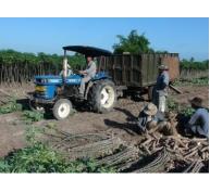 Tây Ninh tập trung phát triển cây mì thành cây trồng chủ lực