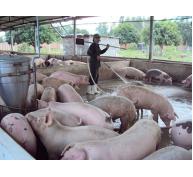 Bình Thuận chú trọng phòng chống dịch bệnh trên gia súc, gia cầm