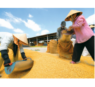 Việt Nam định hướng sản xuất lúa gạo chất lượng cao
