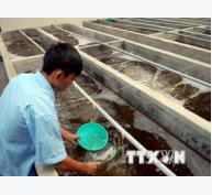 Bình Thuận dự kiến cung cấp 20 tỷ con tôm giống trong năm nay