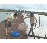 Nông dân Vĩnh Châu chăm sóc tốt cho vụ tôm nuôi 2015