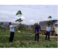 Chuyển 50.000ha rừng nghèo sang trồng cao su xử lý ngay doanh nghiệp vi phạm