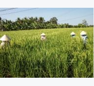 Tạo cơ chế mở cho nông dân trồng lúa
